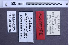 Etiketten zu Calais afghanicus (Chassain, 1991) (NHMW-ZOO-COL-0008170)